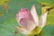 lotus028