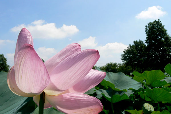 lotus029 �Ñ�@�̗��ɂ�( 4)