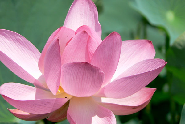 lotus030 �Ñ�@�̗��ɂ�( 5)