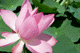 lotus031