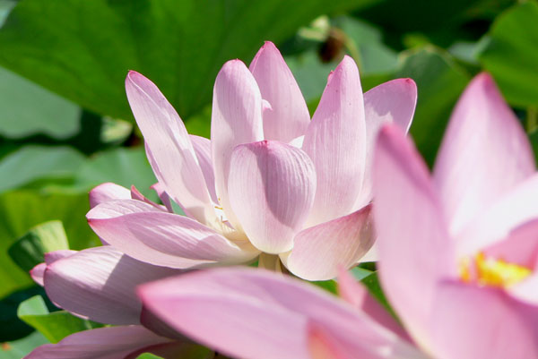 lotus032 �Ñ�@�̗��ɂ�( 7)