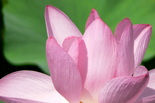 lotus033 �Ñ�@�̗��ɂ�( 8)