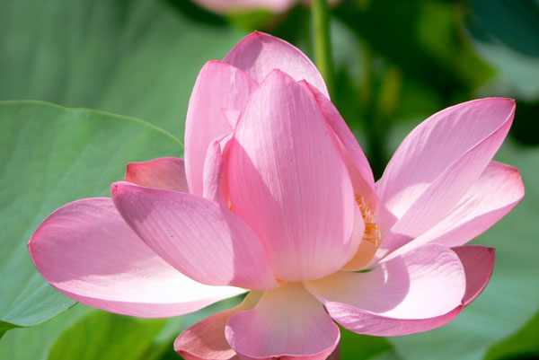 lotus034 �Ñ�@�̗��ɂ�( 9)