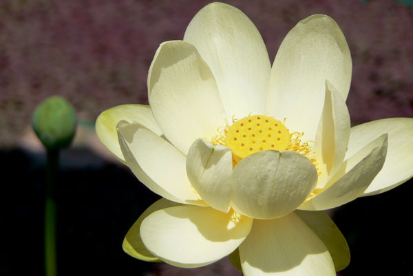 lotus035 �Ñ�@�̗��ɂ�(10)