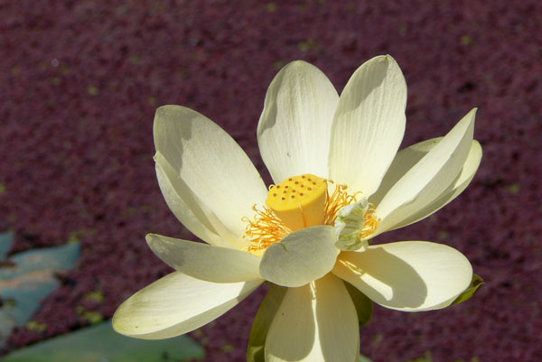 lotus036 �Ñ�@�̗��ɂ�(11)