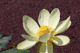 lotus036