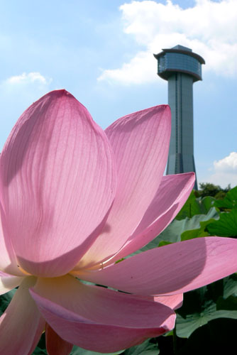 lotus037 �Ñ�@�̗��ɂ�(12)