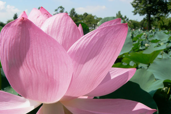 lotus038 �Ñ�@�̗��ɂ�(13)