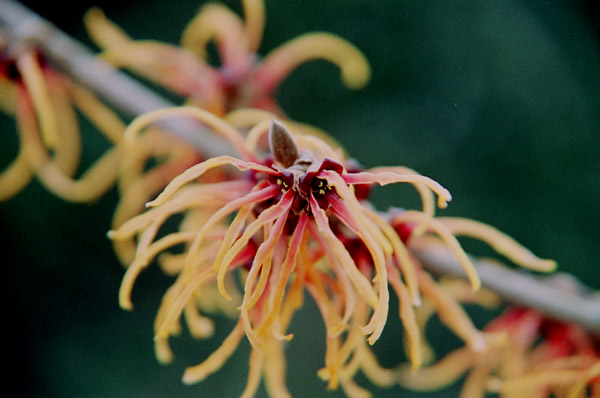 mansaku002�@�}���T�N�i�Q�j