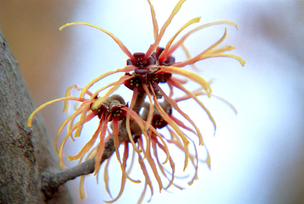 mansaku003�@�}���T�N�i�R�j