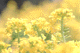 nanohana001