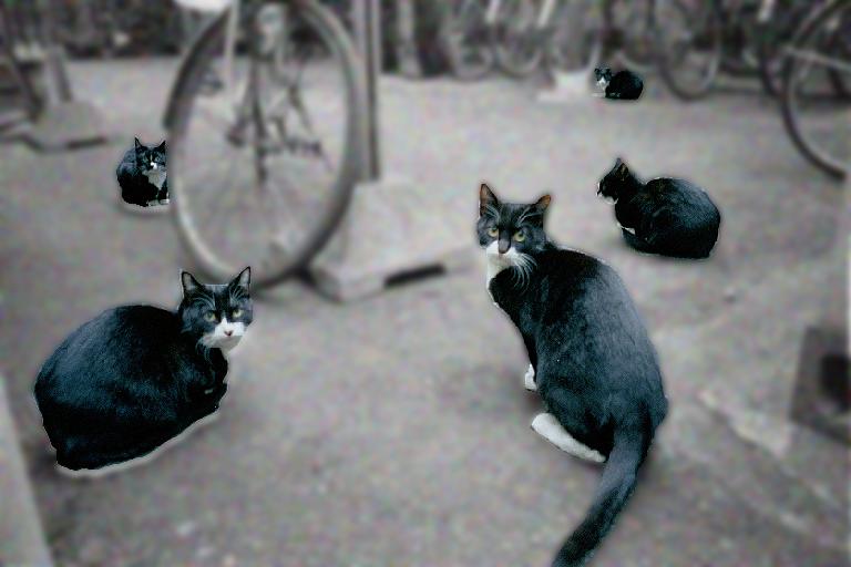 neko5  ���]�Ԓu����̔L