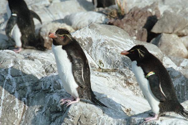 penguin �C���g�r�y���M��