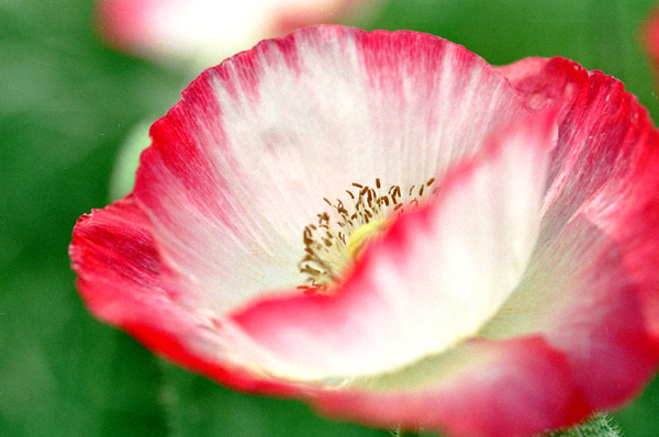 poppy001   2003.5.10�@�|�s�[�i�P�j