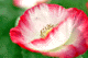 poppy001