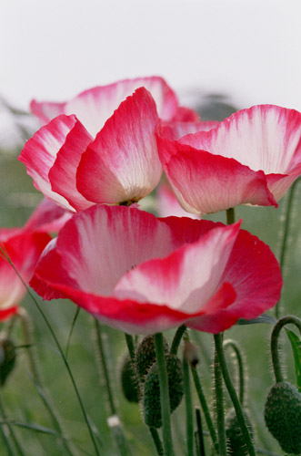 poppy002   2003.5.10�@�|�s�[�i2�j