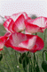 poppy002