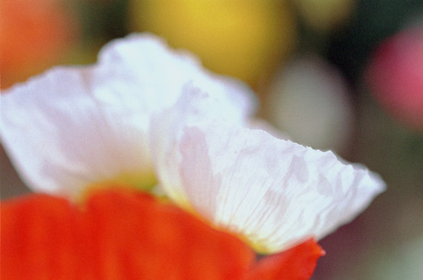 poppy003   2003.5.10�@�|�s�[�i�R�j