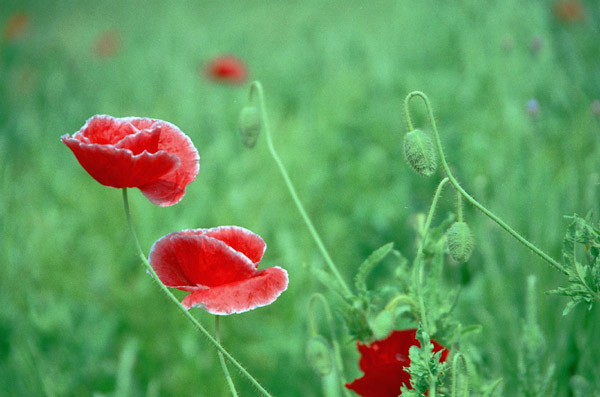 poppy004   2003.5.10�@�|�s�[�i�S�j