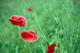 poppy004