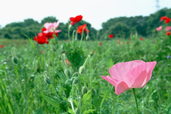 poppy005   2003.5.10�@�|�s�[�i�T�j