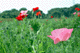 poppy005