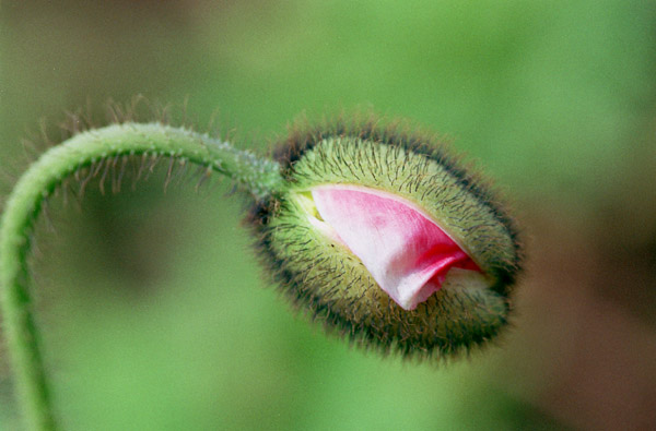 poppy006   2003.5.10�@�|�s�[�i�U�j