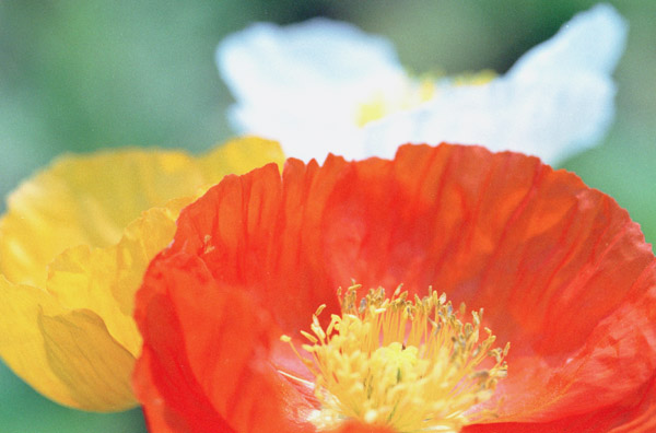 poppy007  2003.5.10�@�|�s�[�i�V�j