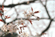 sakura-a