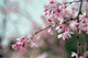 sakura-b