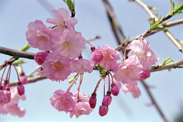 sakura-c