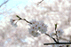 sakura-d