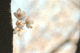 sakura-e