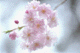 sakura-f