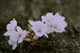 sakura-g