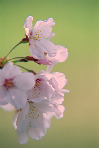 sakura-h