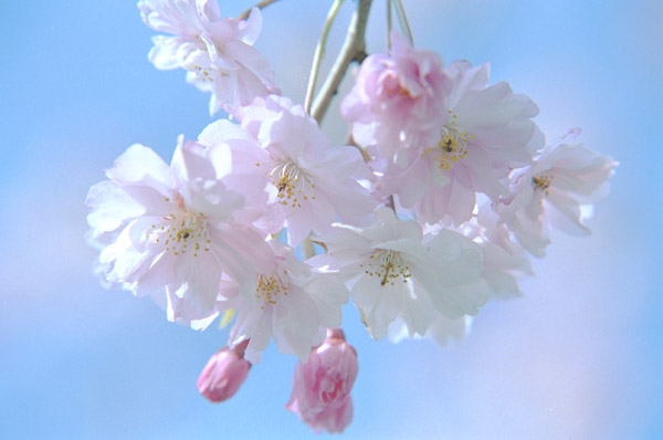 bunga sakura account