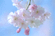 sakura-i