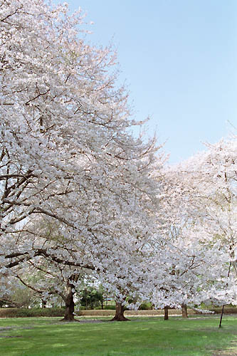 sakura-j