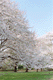 sakura-j