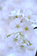 sakura-k
