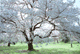 sakura-l