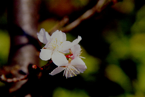 sakura-m  �~��