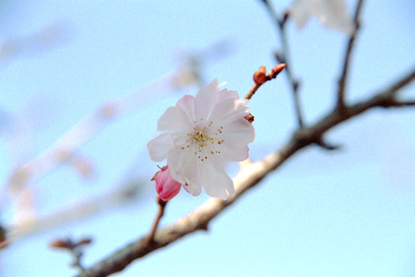 sakura-n    �\����