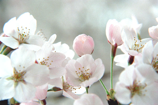sakura-p