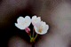 sakura-q