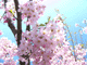 sakura-r