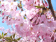 sakura-s