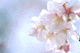 sakura-t