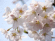 sakura-u